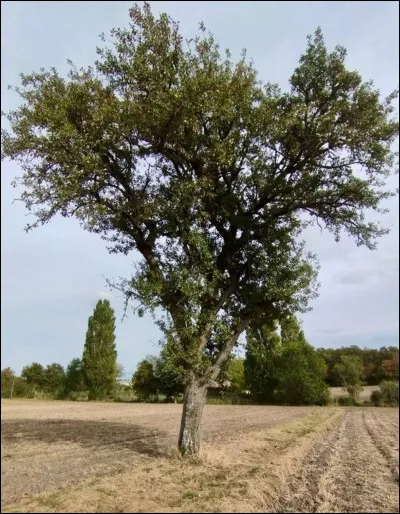 La " louise bonne" est une variété de quel fruit ?
