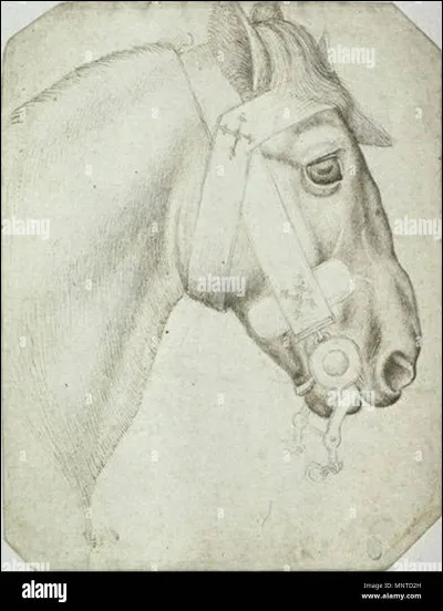 Qu'est-ce que le pli d'encolure ?