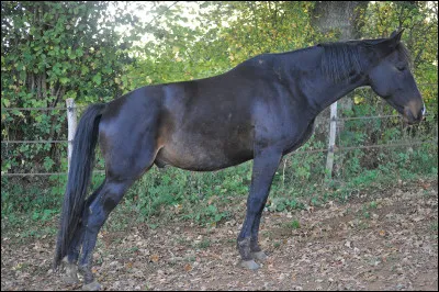Quelles sont les maladies mortelles chez le cheval ?