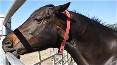 Quel est le point le plus important pour le bien-être du cheval ?