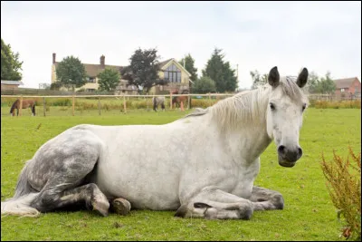 Définition : Sucre que l'ont trouve sous forme d'amidon, principalement dans les céréales.