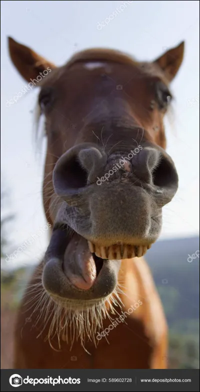 Quels sont les principaux aliments du cheval ?