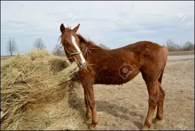 Qu'est-ce qui n'est pas toxique pour les chevaux ?
