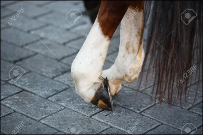 Quelle est la norme physiologique d'un cheval au repos ?