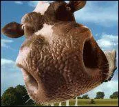 Pourquoi les Belges ont-ils de gros trous de nez ?