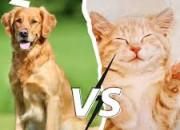 Quiz Expressions venant du chat ou du chien ?