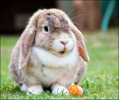 Comment appelle-t-on la cage d'un lapin ?