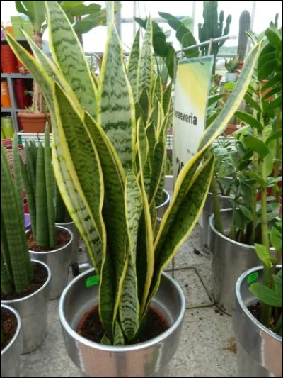 D'après la photo ci-dessus, quel est le nom de cette plante ?