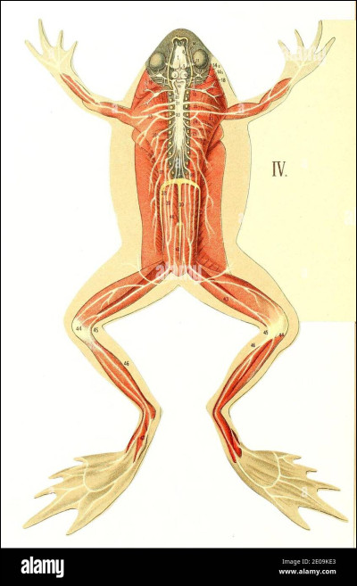 Puis on entre tous dans le collège. On commence la journée par un cours de SVT. Dissection de grenouilles gelées au programme !