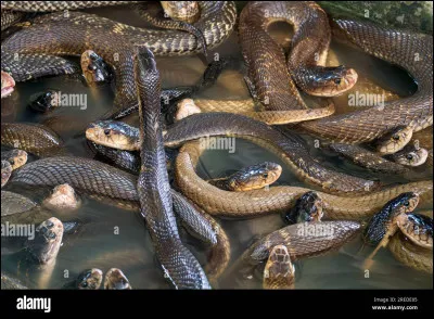 Avez-vous peur des serpents ?