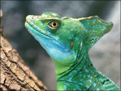 Quel est cet animal ?