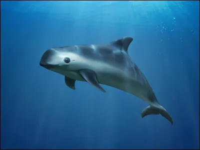 Comment se nomme cet animal ?