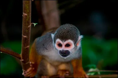 Quel est cet animal ?