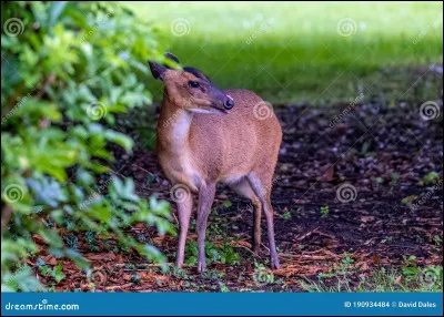 Quel est cet animal ?