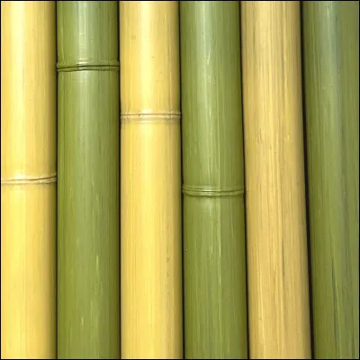 Qui lui a mis le bout de bambou sur sa bouche ?