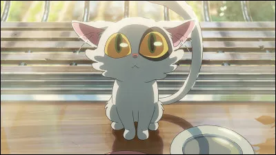 Comment s'appelle ce chat ?