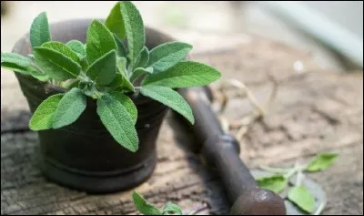 Quelle plante est réputée pour calmer les douleurs menstruelles et réguler les hormones féminines ?
