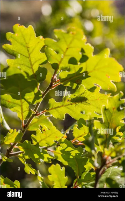 À quel arbre appartiennent ces feuilles ?