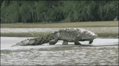 « Gustave », c'est le nom donné à un crocodile du Nil vivant au Burundi. Il a tué de très nombreuses personnes à partir des années 1990.
Quels étaient sa taille et son poids ?