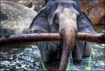 L'éléphant est connu pour être l'animal le plus fort au monde, jusqu'à quel poids peut -il soulever ?