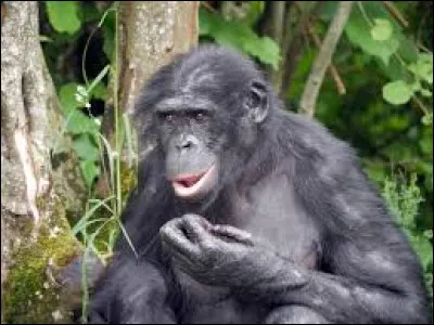 Sur la photo ci-dessus, quel singe est représenté ?