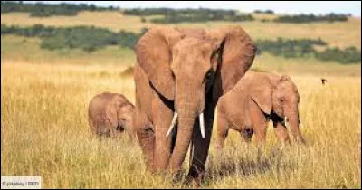 Qu'est-ce qui distingue essentiellement l'éléphant d'Afrique de l'éléphant d'Asie ?