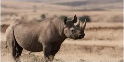 Quel est le mode de vie du rhinocéros noir ?