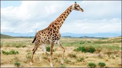 En quelle année la première girafe vivante fut ramenée sur le sol français ?