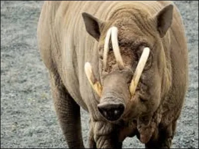 Sur quel continent vit le babiroussa ?