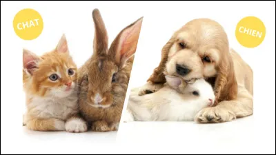 Es-tu quelqu'un de calme ou d'énergique ?