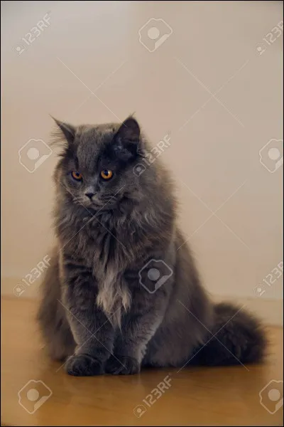 Comment s'appelle la m&egrave;re de Gris Poil ?