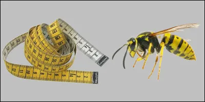 Quelle image est la plus appropriée pour ces deux images  ?