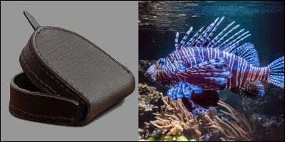 Quelle image est la plus appropriée pour ces deux images  ?