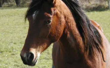 Quiz Galop 1