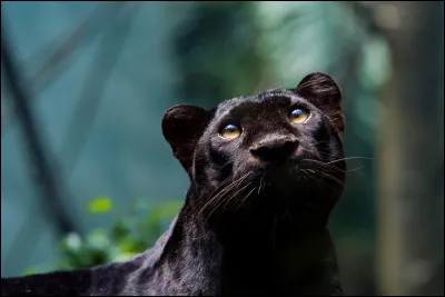 Sixième image : C'est...