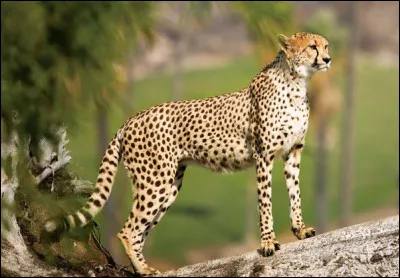 Septième et dernière image : C'est...