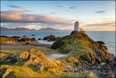 Quelle est la fleur nationale du pays de Galles ?