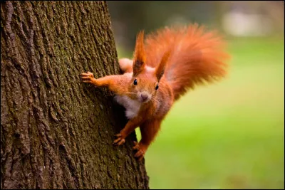 Quelle est l'espérance de vie moyenne d'un écureuil à l'état sauvage ?