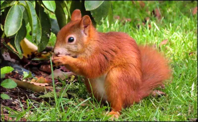 Quel est le régime alimentaire de l'écureuil roux ?