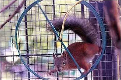 Quel était le nom initial de la roue à écureuil ?