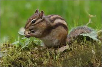 Quel est le nom de ce petit écureuil présent essentiellement en Amérique du Nord ?