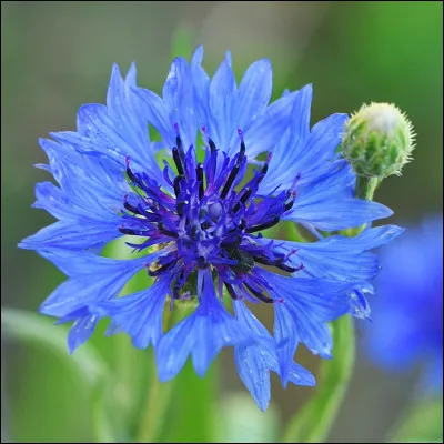 Comment s'appelle cette fleur ?