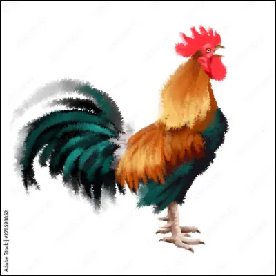 Comment s'appelle le petit du coq ?