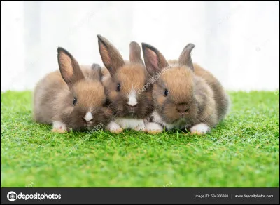 Comment se prénomme le petit du lapin ?