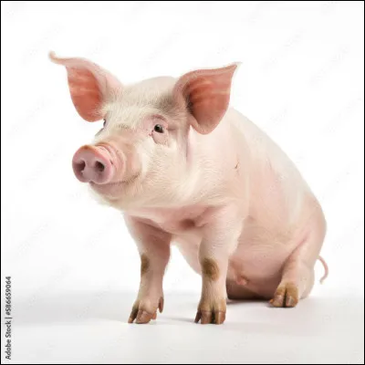 Et enfin, quel est celui de la truie ?