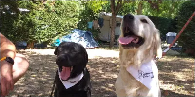 Et celui de cet animal ?