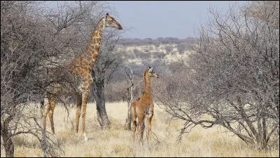 Et le petit de la girafe, alors ?