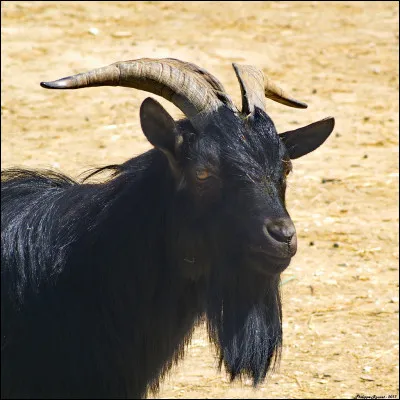 Qu'en est-il du petit du bouc ?