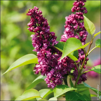 Quelle est cette fleur ?