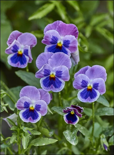 Quelle est cette fleur ?